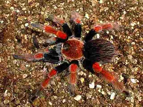 Animals, inverts, tarantulas & spiders tags: Mexican Fireleg Tarantula (Brachypelma boehmei) {!--타란튤라 ...