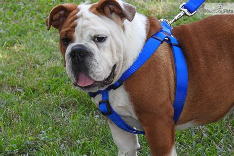 But what you don't know is that the two dogs you picked also share some health concerns and quite a. Sully: English Bulldog puppy for sale near Tulsa, Oklahoma. | 92b235b3-ff11
