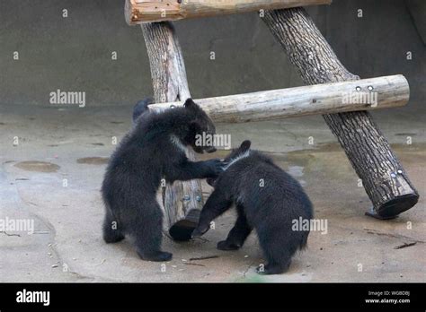 Black Bear With Bear Cubs Hi Res Stock Photography And Images Alamy