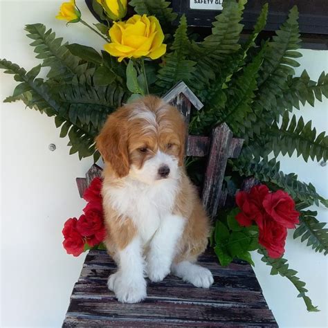 A $300 deposit reserves your spot. Tri Color Miniature Bernedoodles Puppies For Sale in Chicago