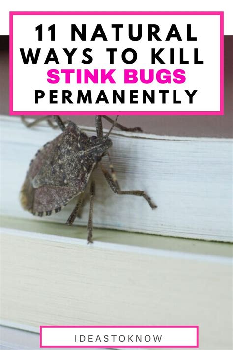A Whiff Of Information What To Do About Stink Bugs 828