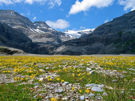 Mountain Flowers Alps Free Photo On Pixabay