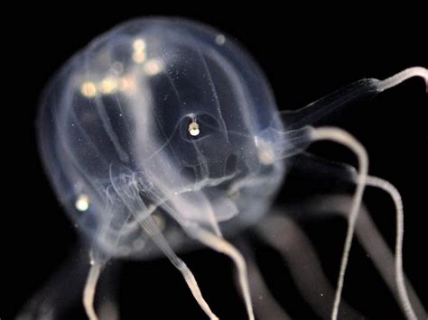 Box Jellyfish The Size Of 10 Cent Coins Spotted In Spore Mangroves