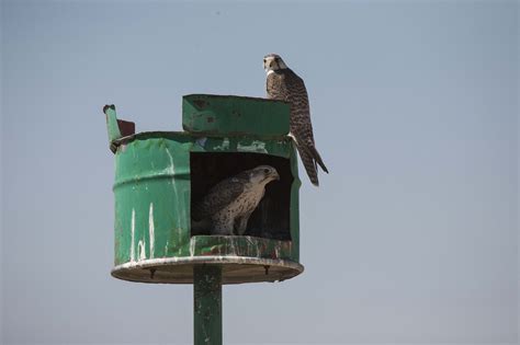 Alter your bird's light/dark schedule by covering the cage for at least 12 hours a night. Artificial nests for Mongolia's national bird - News.MN