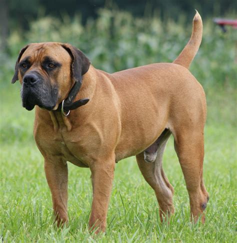 South African Boerboel Dogs Puppy Hound Pups Dog Puppies Aggressive
