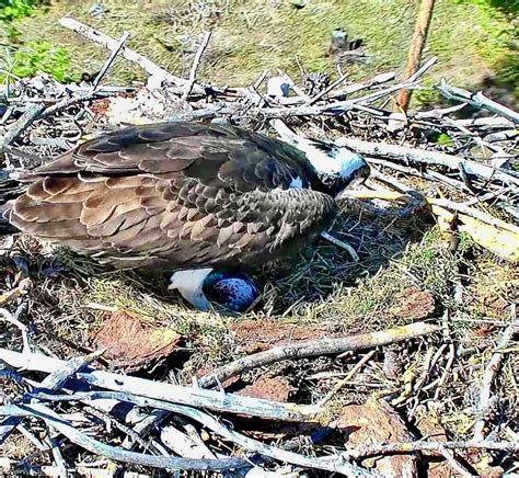 Grand Lake Osprey Lays Her First Egg In Time For Mothers Day