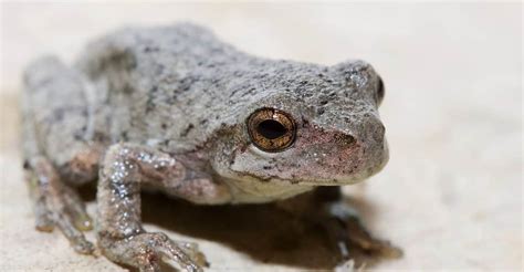 Gray Tree Frog Animal Facts Hyla Versicolor A Z Animals