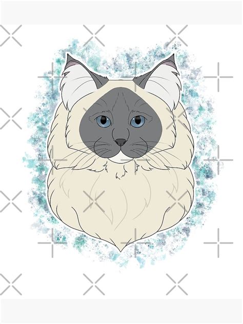 Ragdoll Blue Mitted Watercolour Poster For Sale By Cynthiaetal