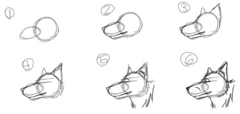 How To Draw A Wolf Wolf Drawing Wolf Art Drawings