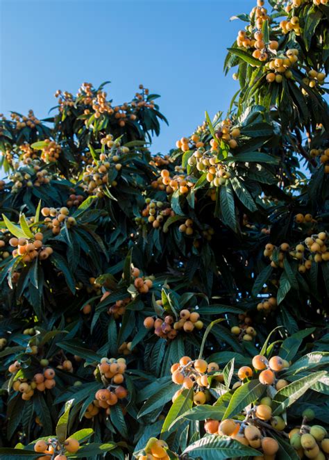 Christmas Loquat Fruit Tree Eriobotrya Japonica Sow Exotic