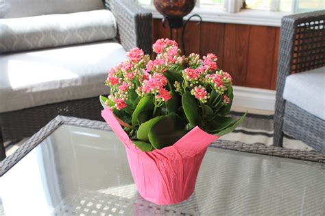 Kalanchoes Willyfresh Plants