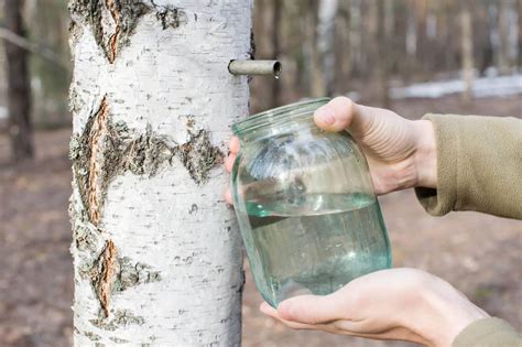 Heres The Best Time To Tap Birch Trees For Sap Tree Journey
