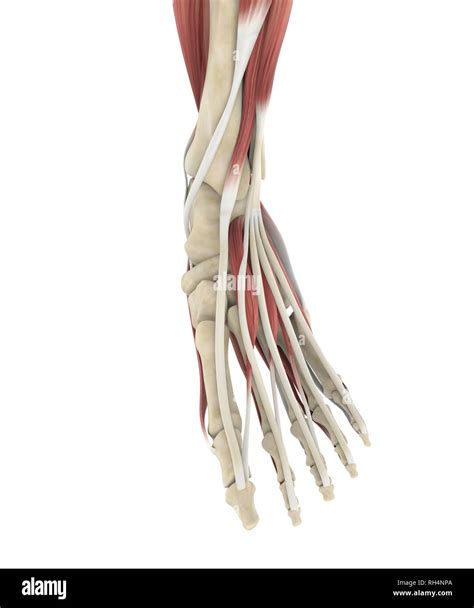 Human Foot Muscles Anatomy Stock Photo Alamy