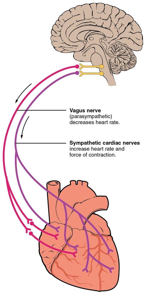 Control Of Heart Rate Cardiac Output Teachmephysiology