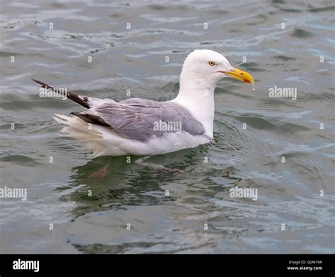 Seagull Sitting In Salt Water Stock Photo Alamy