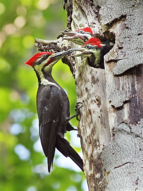 61 Best Indiana Native Birds Images On Pinterest