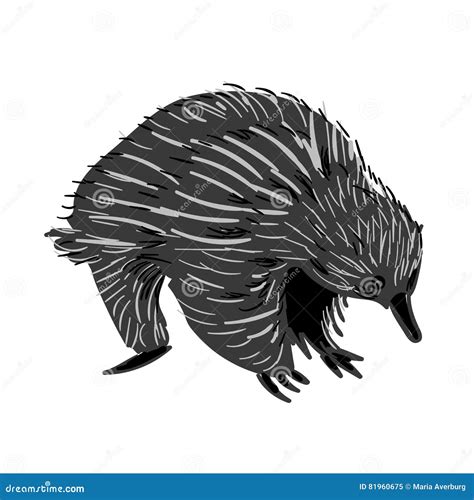 Australian Animal Echidna In Doodle Style Vector Illustration Stock