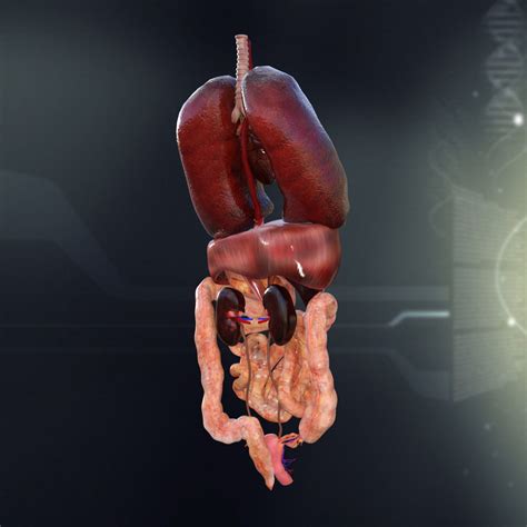 Anatomy Of Internal Organs Female Female Human Anatomy Internal