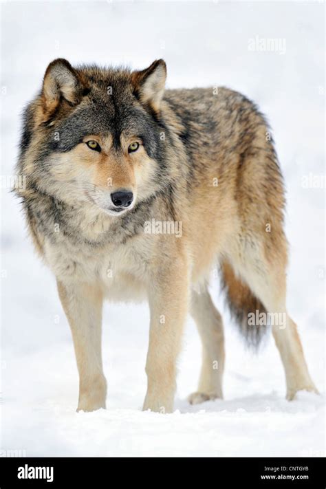 Valle Del Mackenzie Wolf Rocky Mountain Wolf El Lobo De La Tundra De