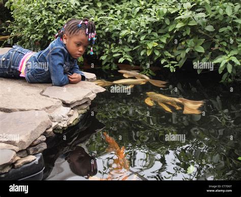 Child Watches Carp Swimming In The Koi Pond At The Bronx Zoo Butterfly