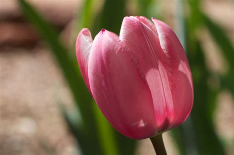Free Images Flower Petal Tulip Pink Flora Close Up Bud Tuilp