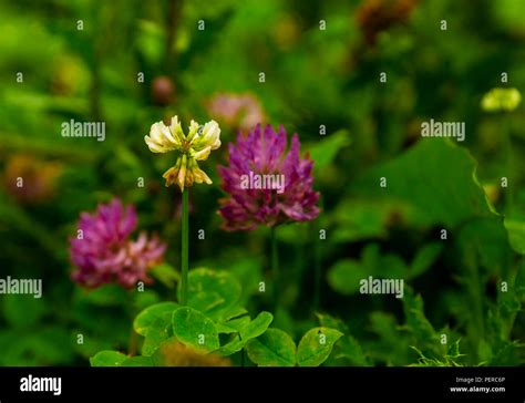 Clover Leaf Map Hi Res Stock Photography And Images Alamy