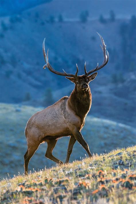 Magnificent By Doug Dance 500px Elk Pictures Bull Elk Animals