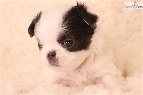 Fuji Japanese Chin Puppy For Sale Near Springfield Missouri