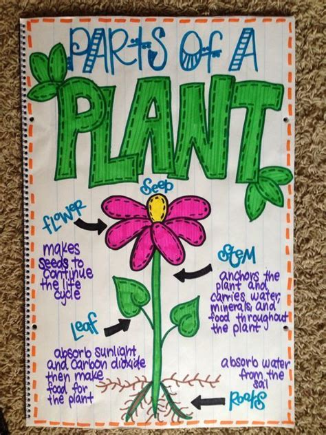A Poster With Parts Of A Plant Written In Green And Pink On The Bottom Part