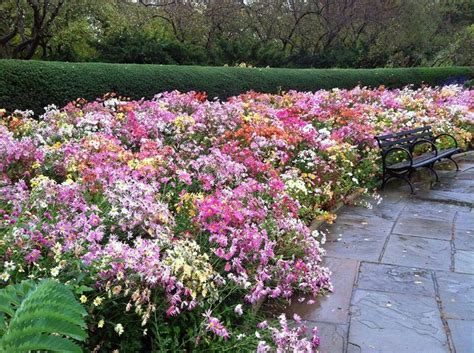Central Park Fine Gardening Gorgeous Gardens Garden