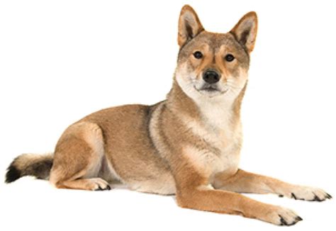 Shikoku Dog Ultimate Guide Personality Trainability Health And More