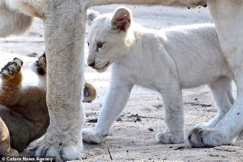 White Lion Cub One Of Only 11 In The World Is Spotted