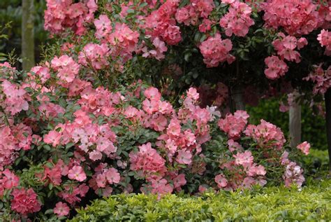 Maybe you would like to learn more about one of these? Easy care Flower Carpet Coral rose blooms for months on ...
