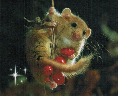 All I Want For Christmas Is A Dormouse Mice Photo 20017168 Fanpop