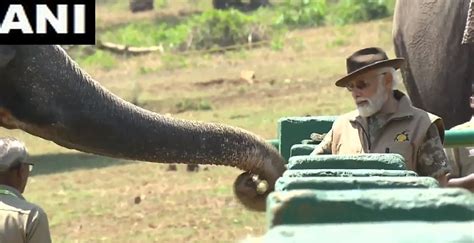 Watch Pm Modi Feeds Sugarcane To Elephants Interacts With Mahouts