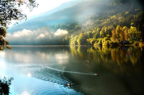 Morning Mountain Lake Forest Ducks Fog Mood Autumn Wallpaper