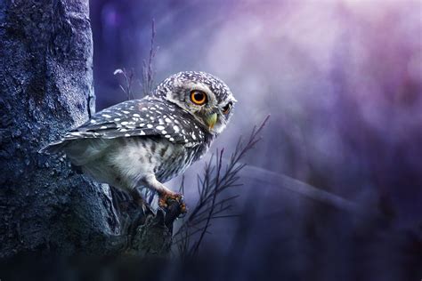 Animal Owl Wallpaper