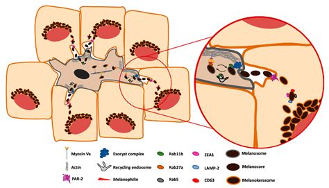 Ijms Free Full Text Melanin Transfer In The Epidermis The Pursuit