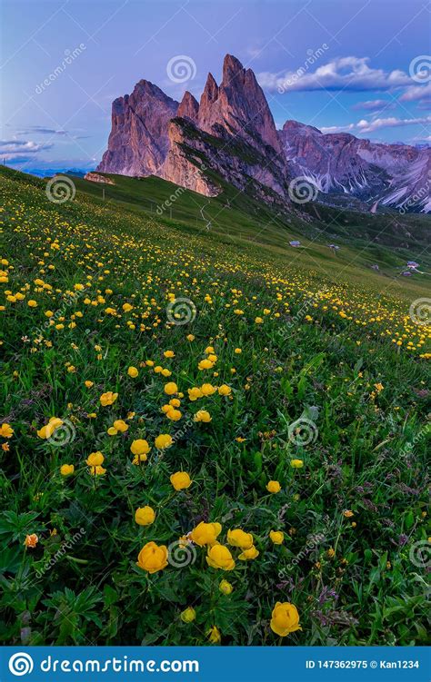 Stunning View Of Dolomite Mountain And Wildflower Field In Summer At