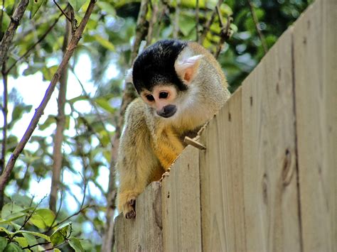 8,077 likes · 371 talking about this. Gratis Afbeeldingen : natuur, dier, schattig, wildlife ...