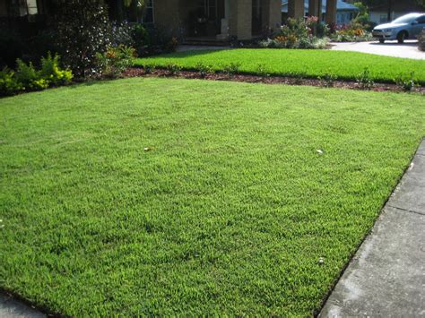 Dark green, finely textured, zoysia grass is a popular choice for florida lawns. May 2015 - RecycledH2O