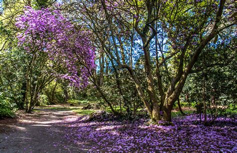 Fonds Decran Royaume Uni Parc Printemps La Floraison Des Arbres Clyne