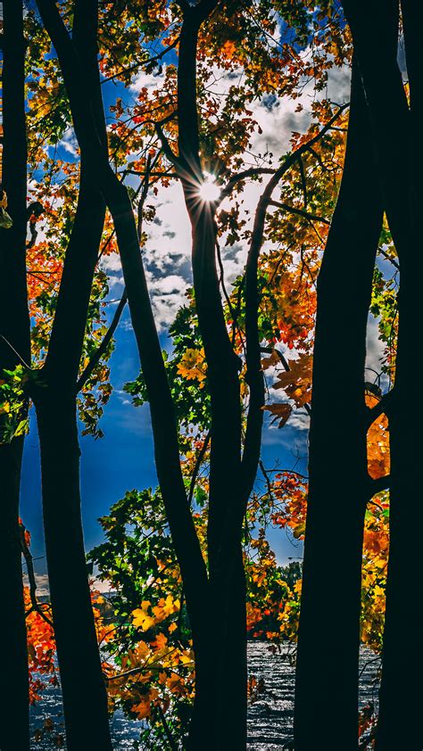 1440x2560 Sunbeams Between Trees In Autumn Season Daylight 5k Samsung