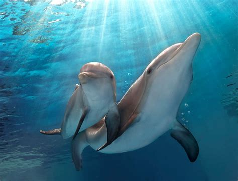 Dolphin Tale 2 Dolphin Lover Beautiful Creatures Animals Beautiful