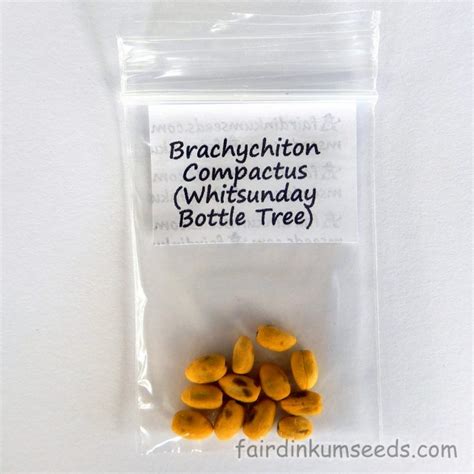 Brachychiton Compactus Whitsunday Bottle Tree Seeds Fair Dinkum Seeds