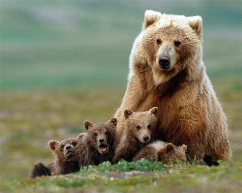 Mama Bear With Her Cubs Wildlifephotography