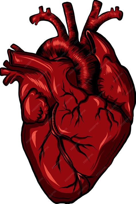 Premium Vector Real Human Heart Vector Illustration