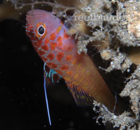 Trimma Irinae Is A Gorgeous New Deepwater Nano Goby From Papua New