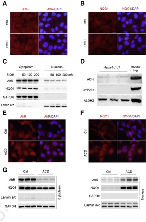 Acd But Not Alcohol Induces Ahr Activation And Nqo Nuclear Translation