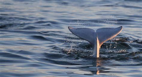 Beluga Whale Species Facts Info And More Wwfca